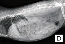 ETMc